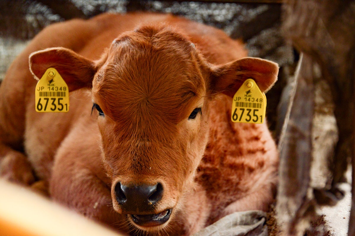 よつ葉ホームデリバリーの直営農場・能勢農場で飼育しているあかうし