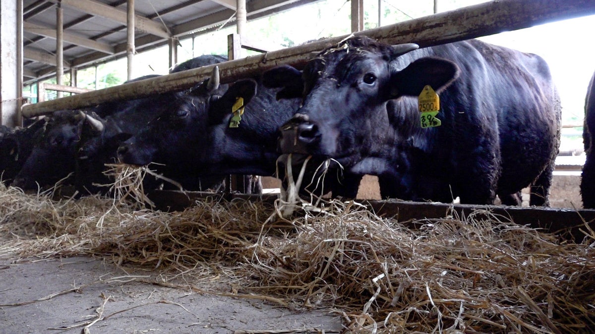 稲わらを食べる牛