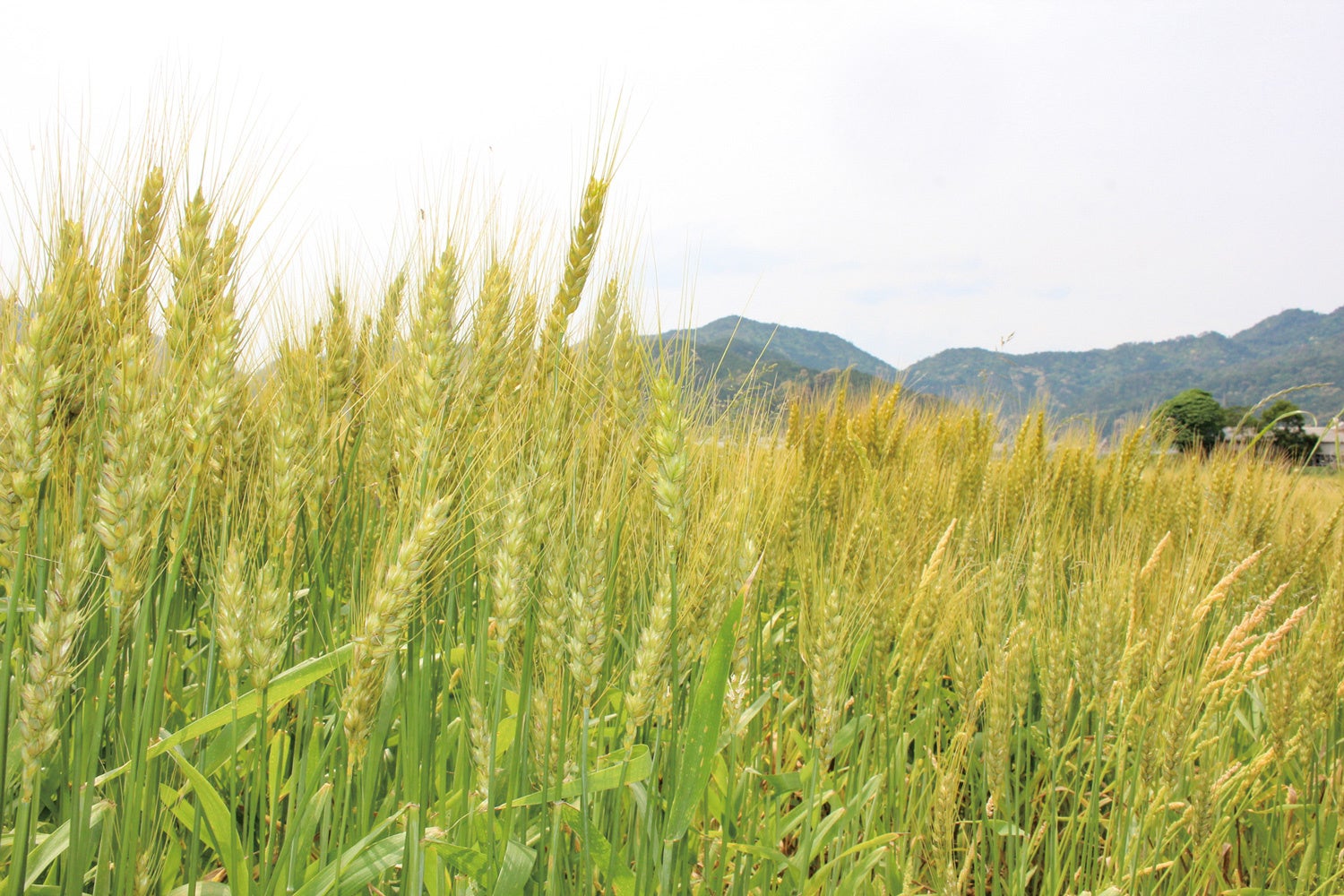 丹波協同農場の畑