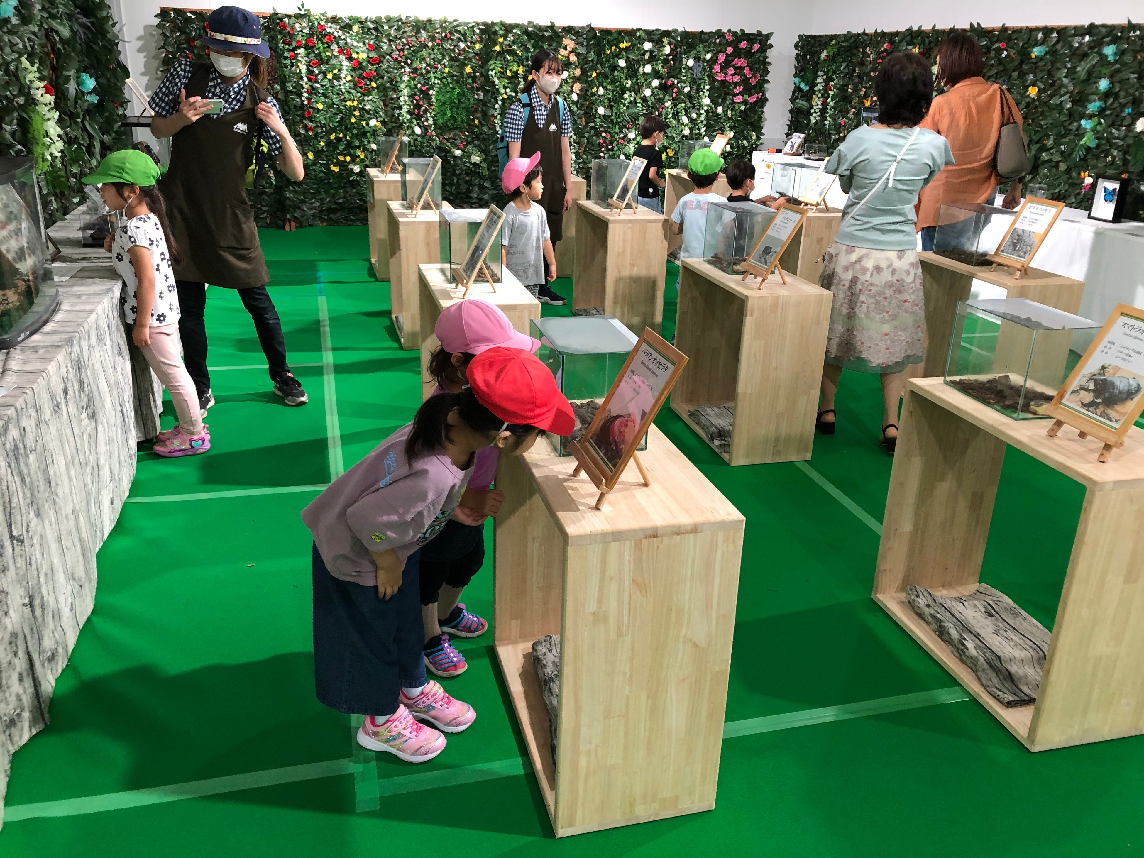 標本展示　※昨年開催時の様子。