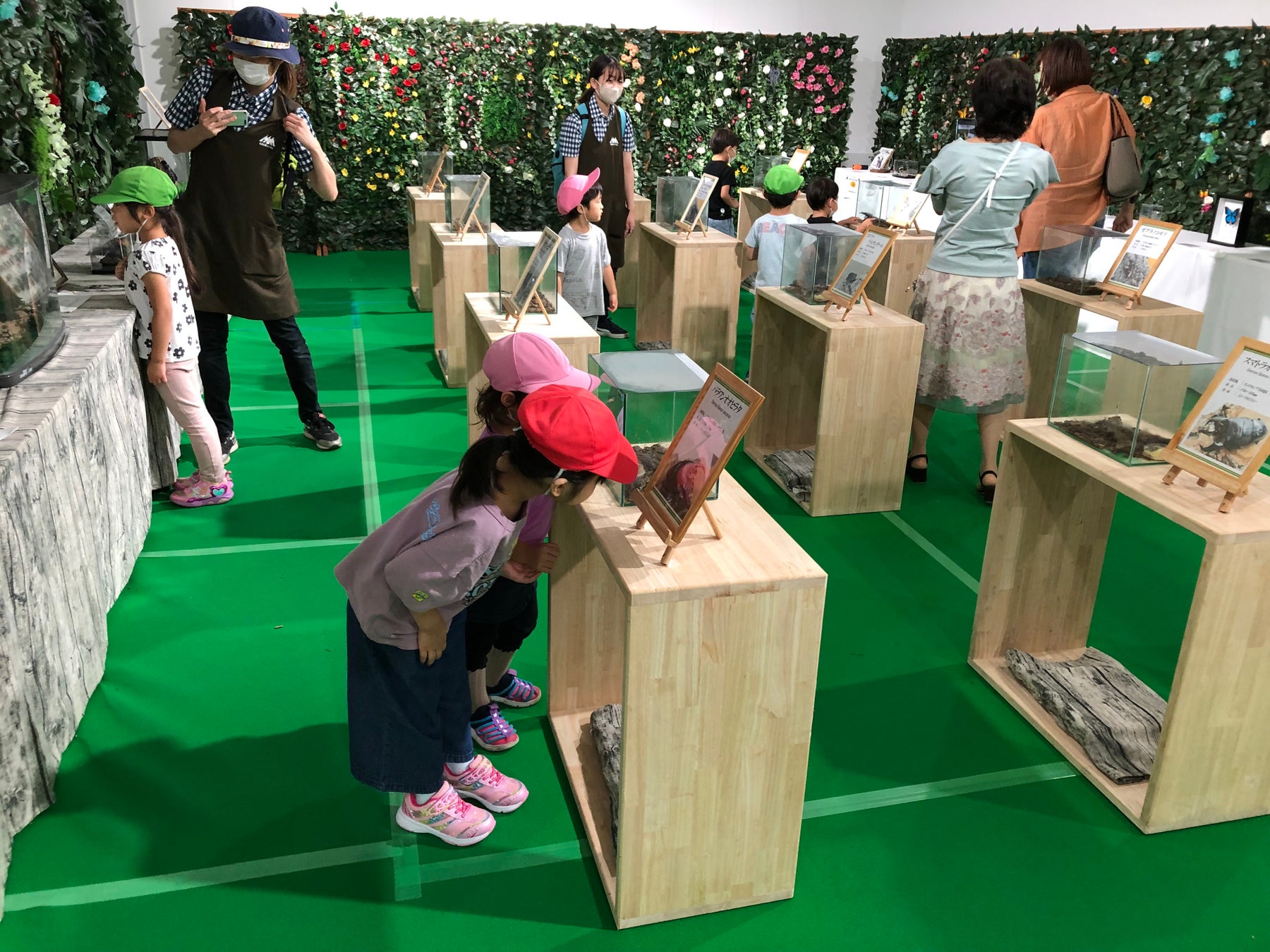 標本展示 ※昨年開催時の様子。