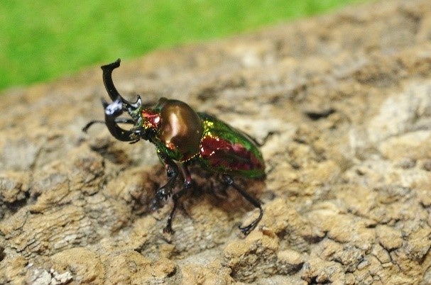 ニジイロクワガタ(生体展示)