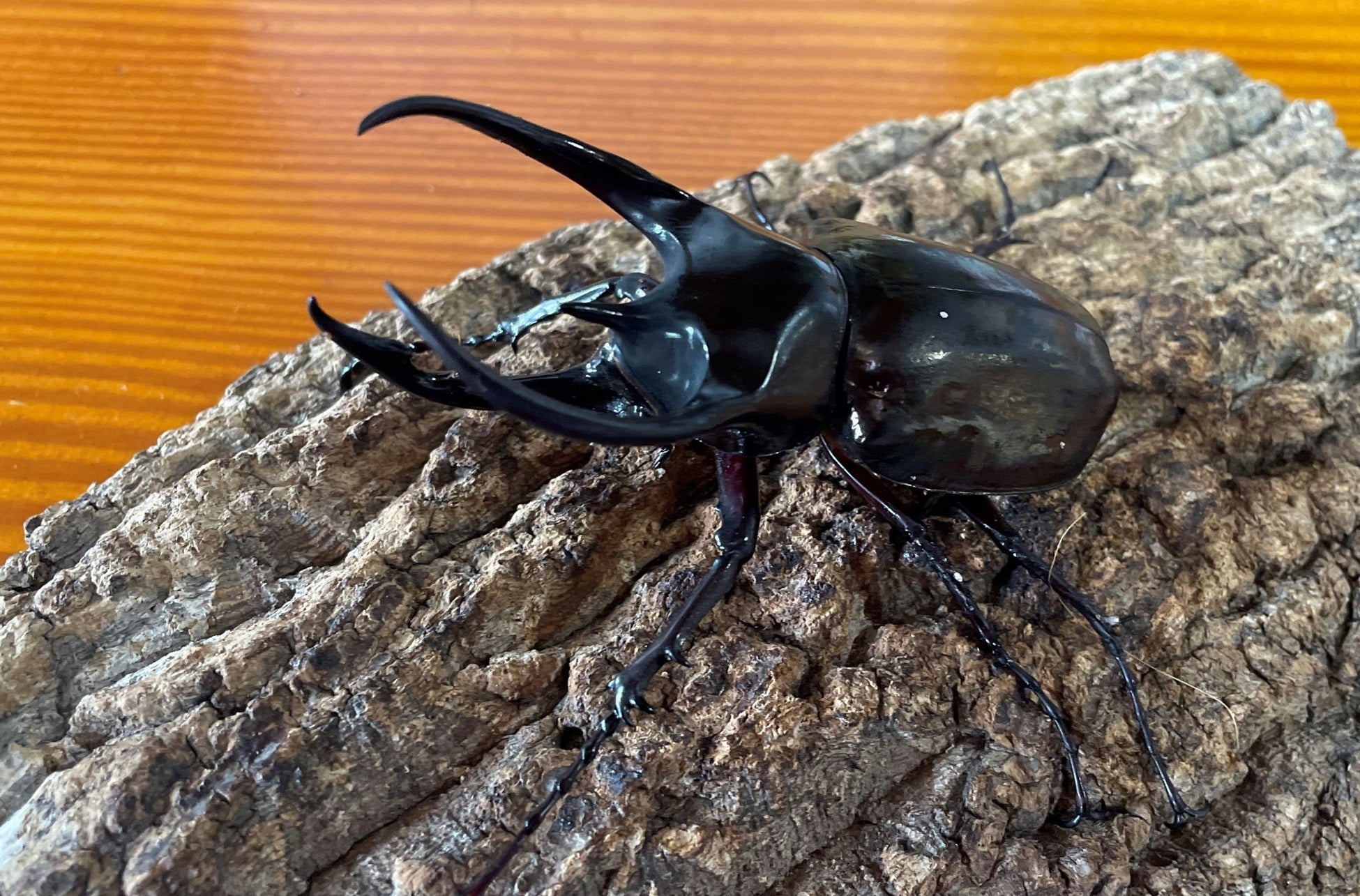 コーカサスオオカブト(生体展示)