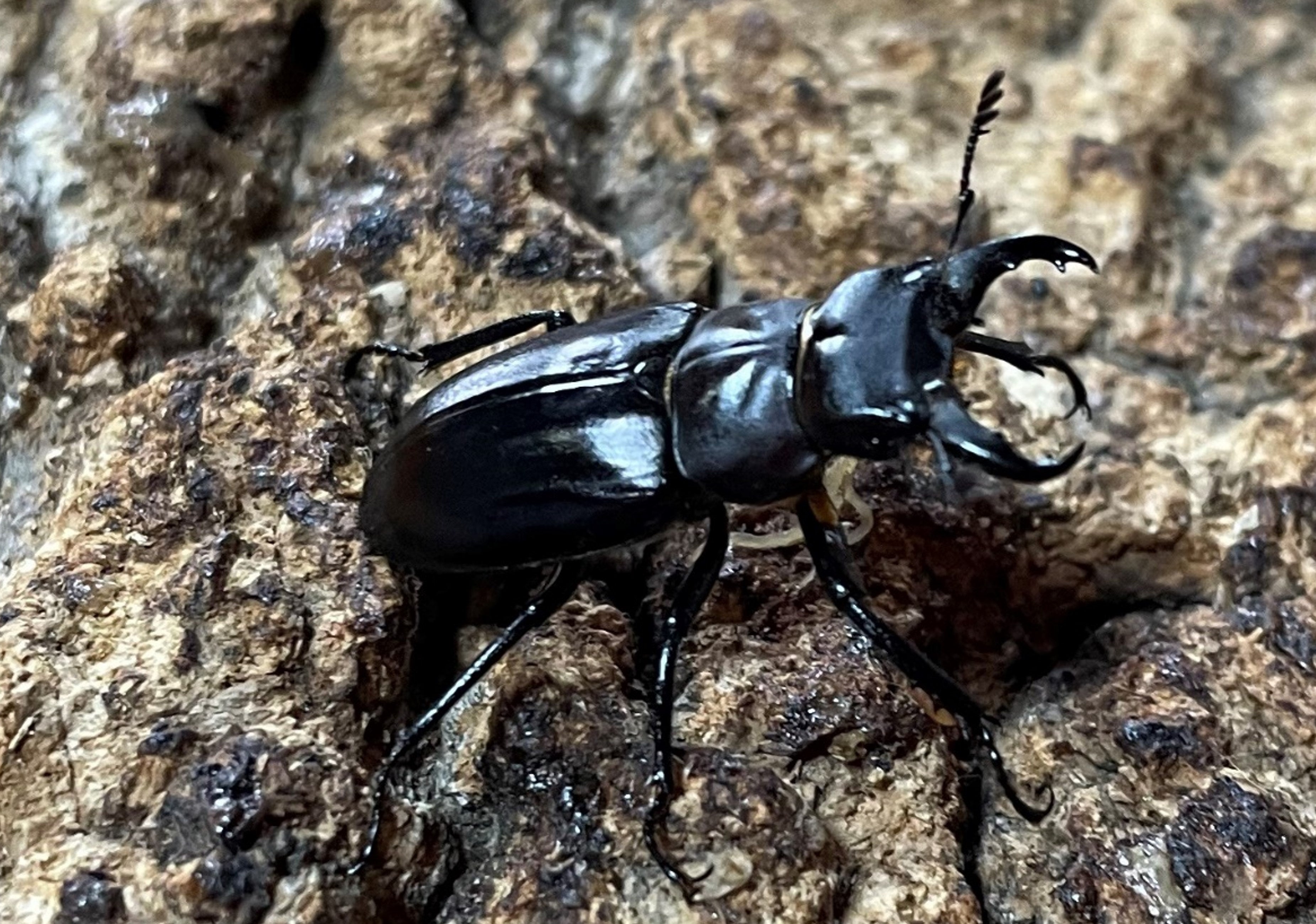 ミクラマヤクワガタ（生体展示）