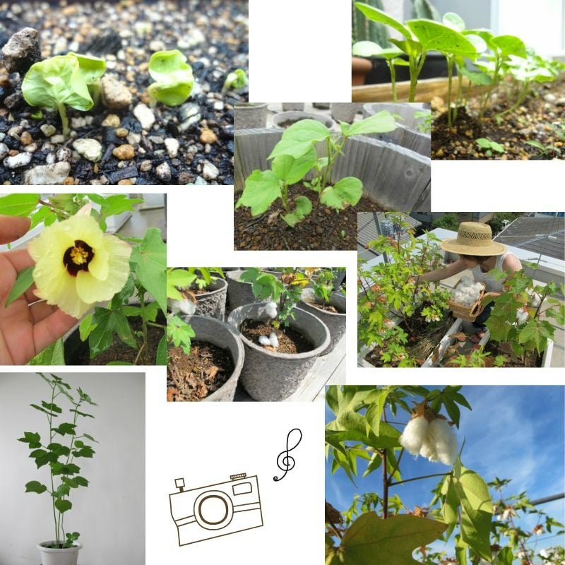 和綿の種ひろがるプロジェクト Home Grown 22 参加メンバーを募集しています 株式会社チーム オースリーのプレスリリース