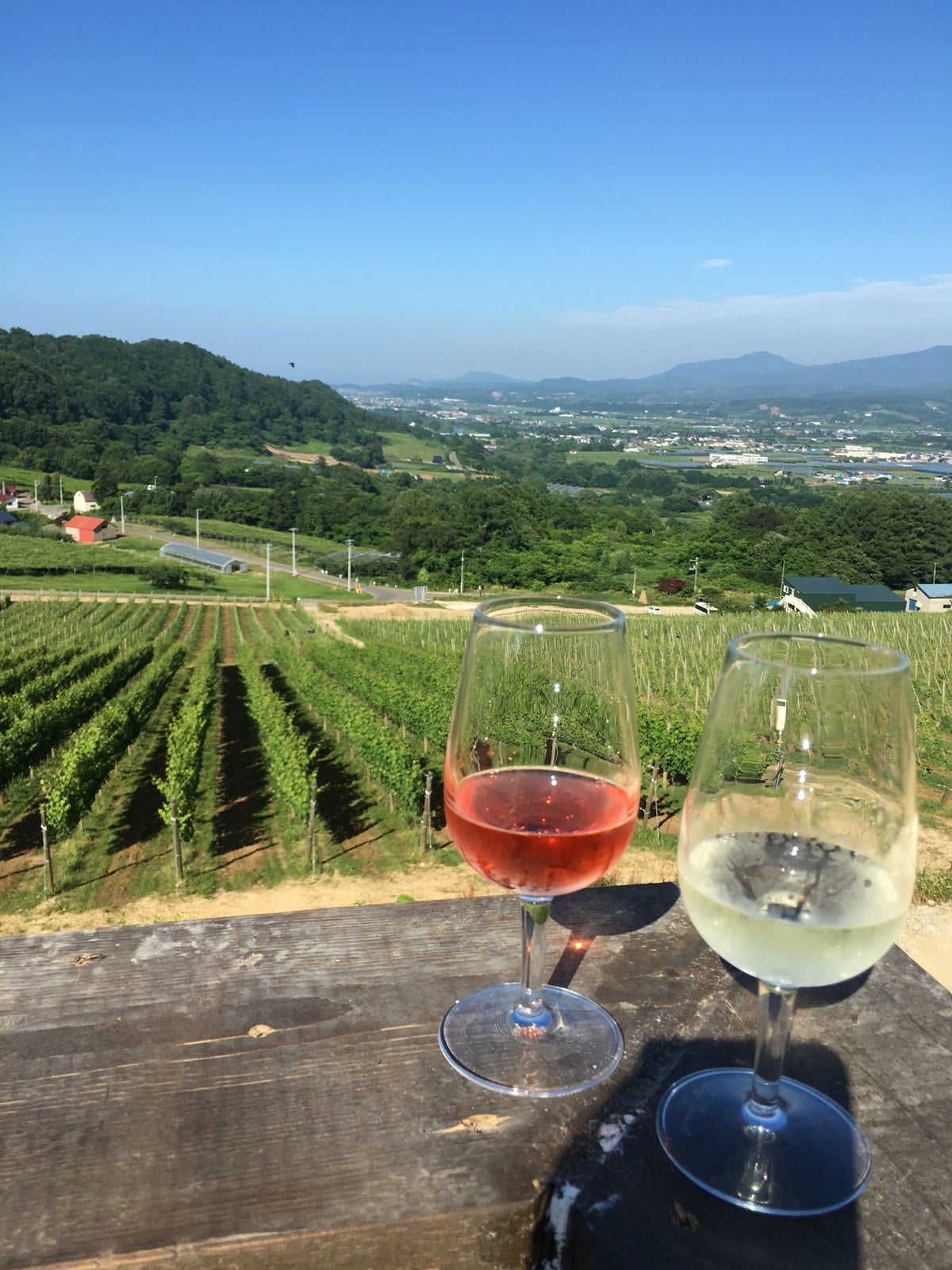 仁木町 NIKI Hills Wineryブドウ畑の景観