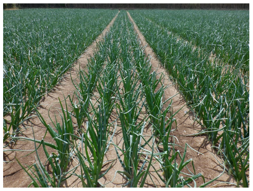 タマネギ生育ほ場（株式会社みらい共創ファーム秋田）