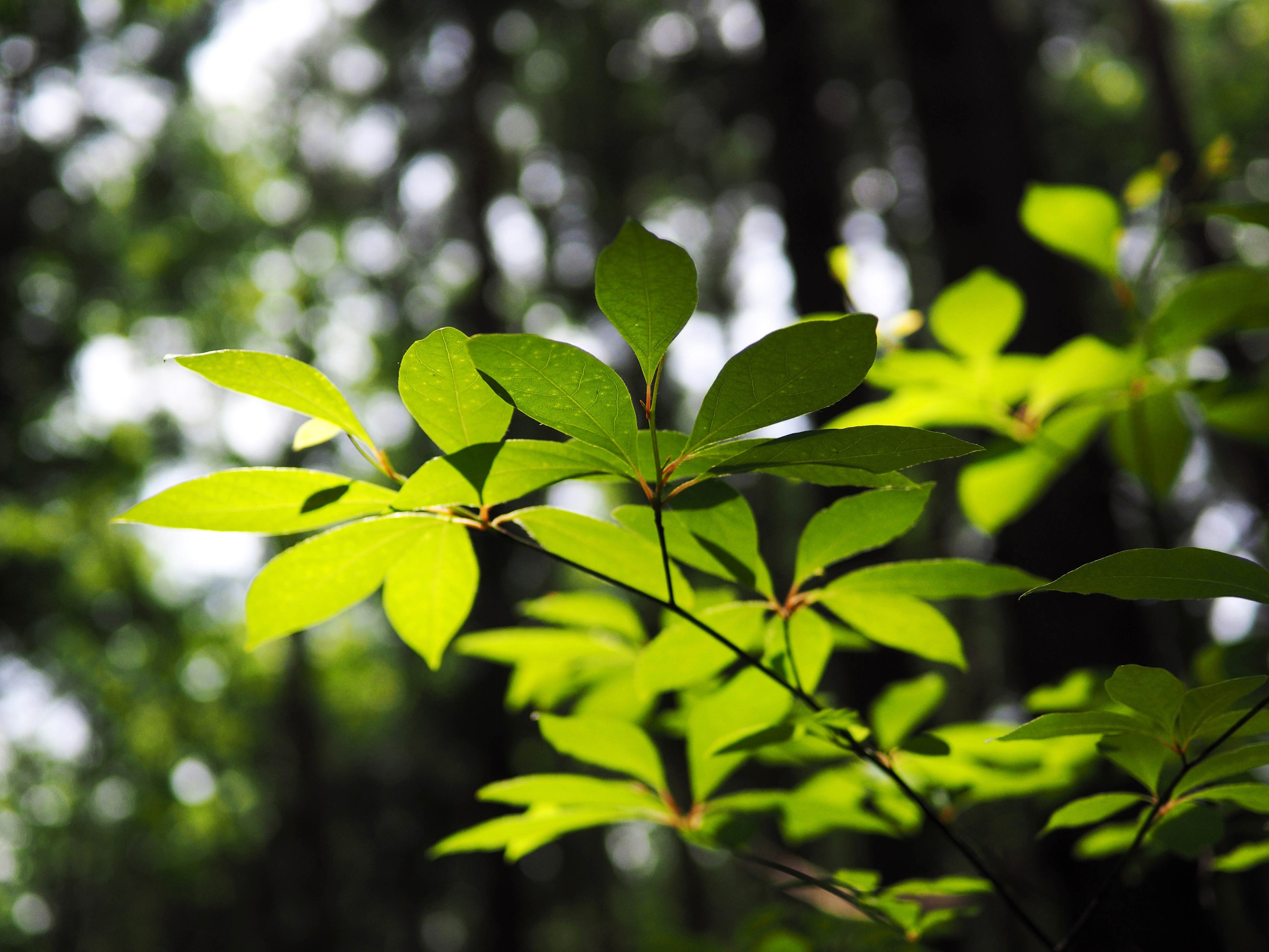  【クロモジの写真】