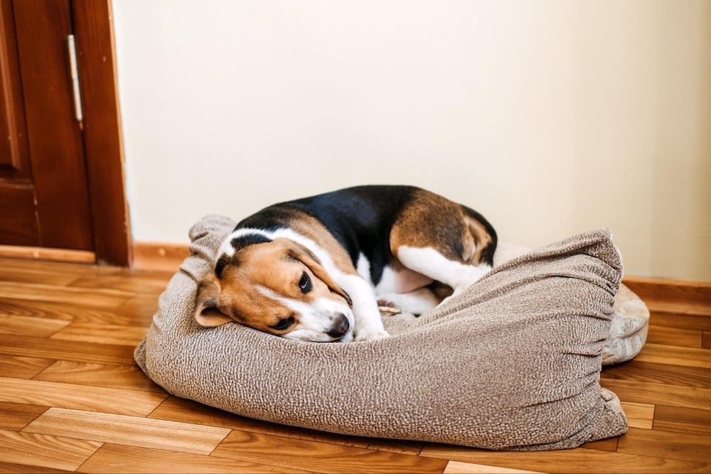 犬がしゃっくりする原因とは?しゃっくりをするタイミングや対処 ...