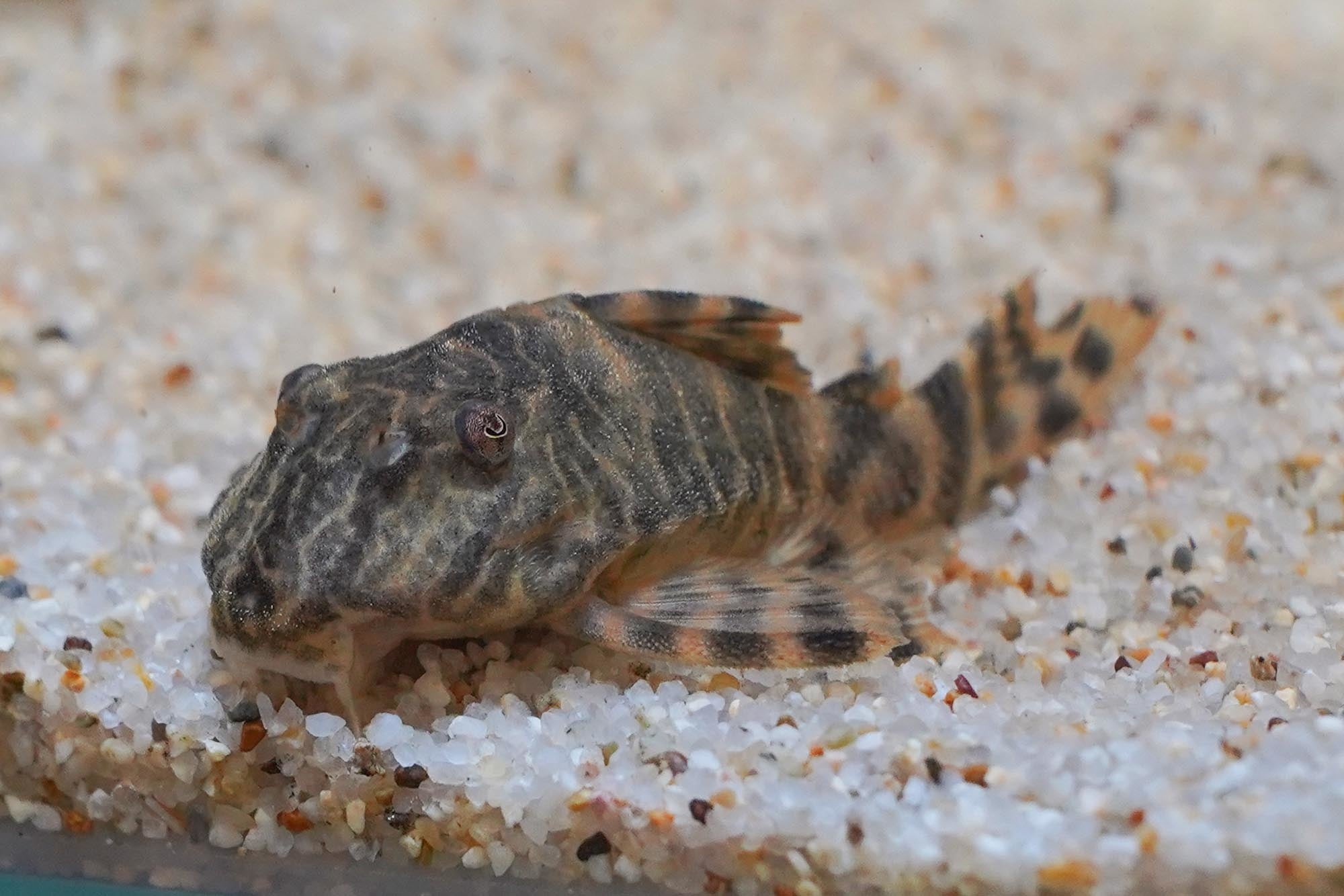 タイガープレコ