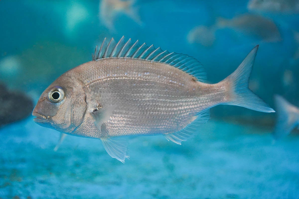 神戸市立須磨海浜水族園 企画展 ひょうごの海の魚を知ろう を開催いたします 開催期間 22年2月11日 金 祝 3月27日 日 グランビスタ ホテル リゾートのプレスリリース 神戸市立須磨海浜水族園 企画展 ひょうごの海の魚を知ろう を開催いたします 開催期間 22年2月11日 金 祝 3月27日 日 グランビスタ ホテル リゾートのプレスリリース