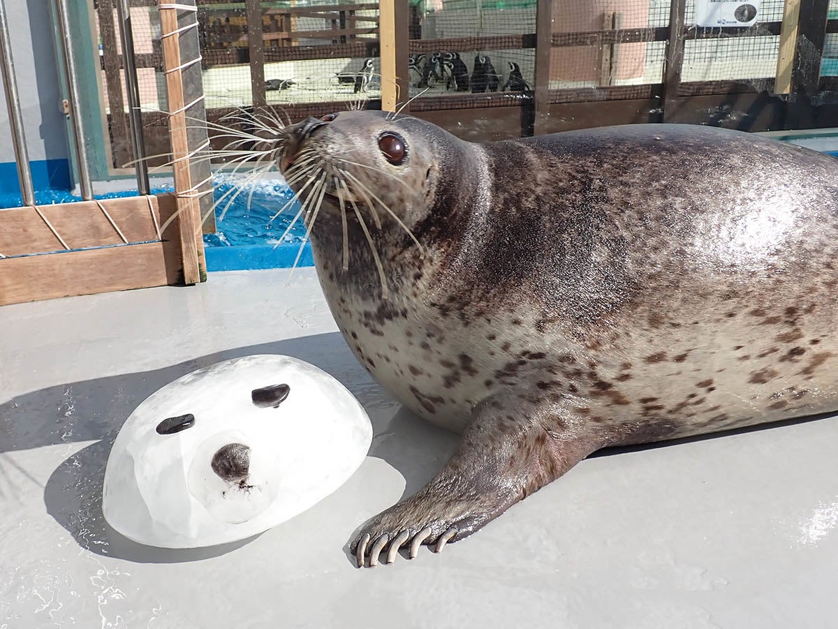「ゴマフアザラシに氷ケーキのプレゼント」（イメージ）