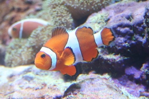 カクレクマノミ