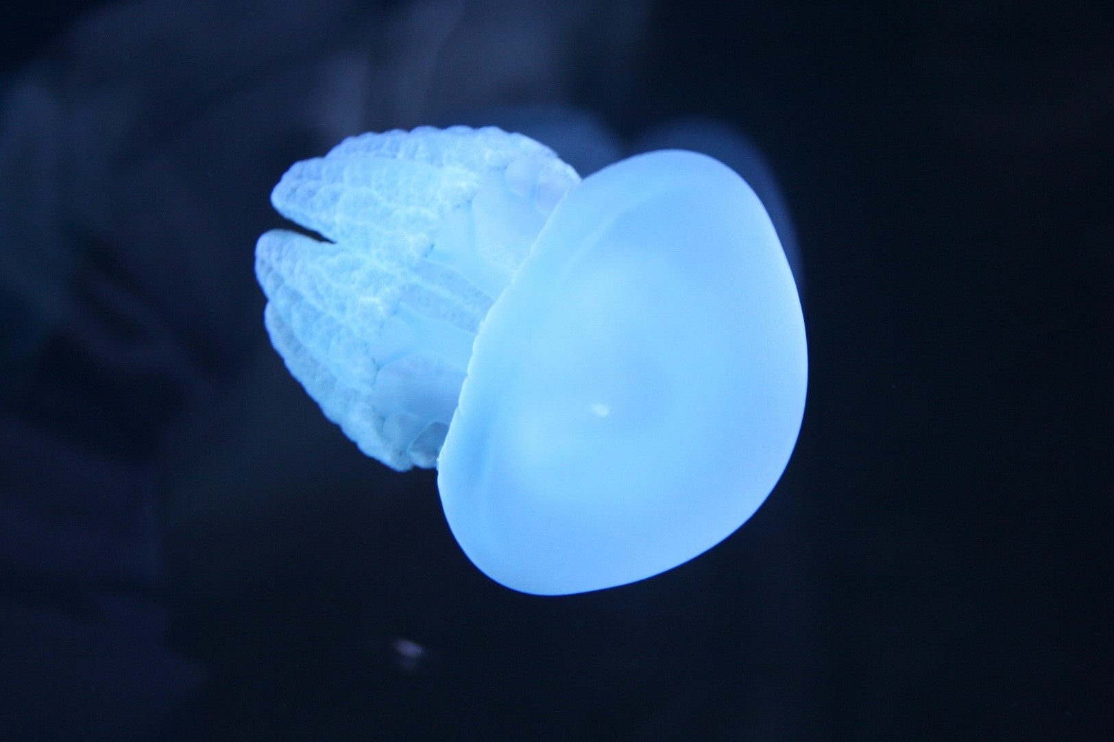 カラージェリー