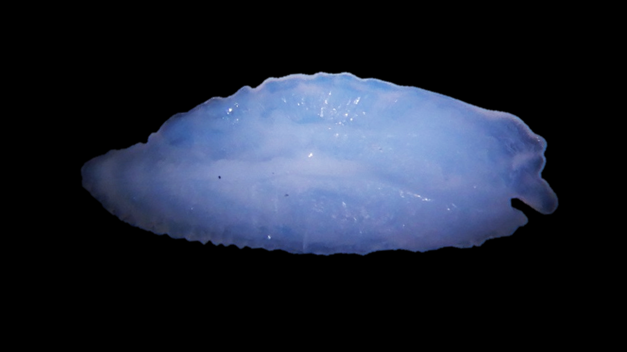 カサゴの耳石（約10mm）