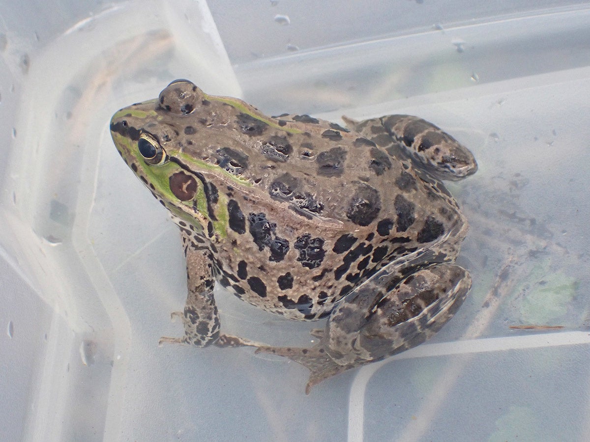 ナゴヤダルマガエル