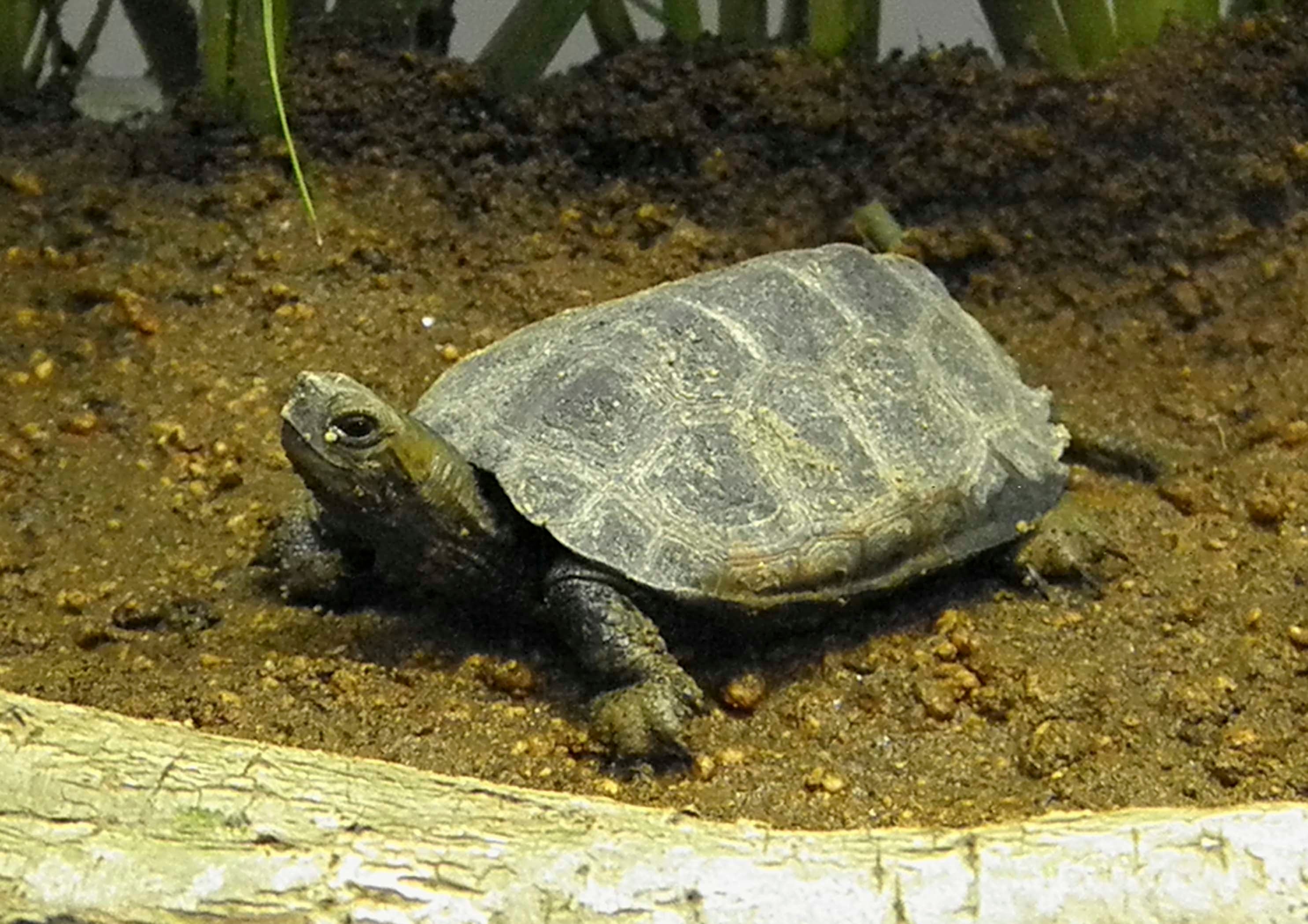 ニホンイシガメ