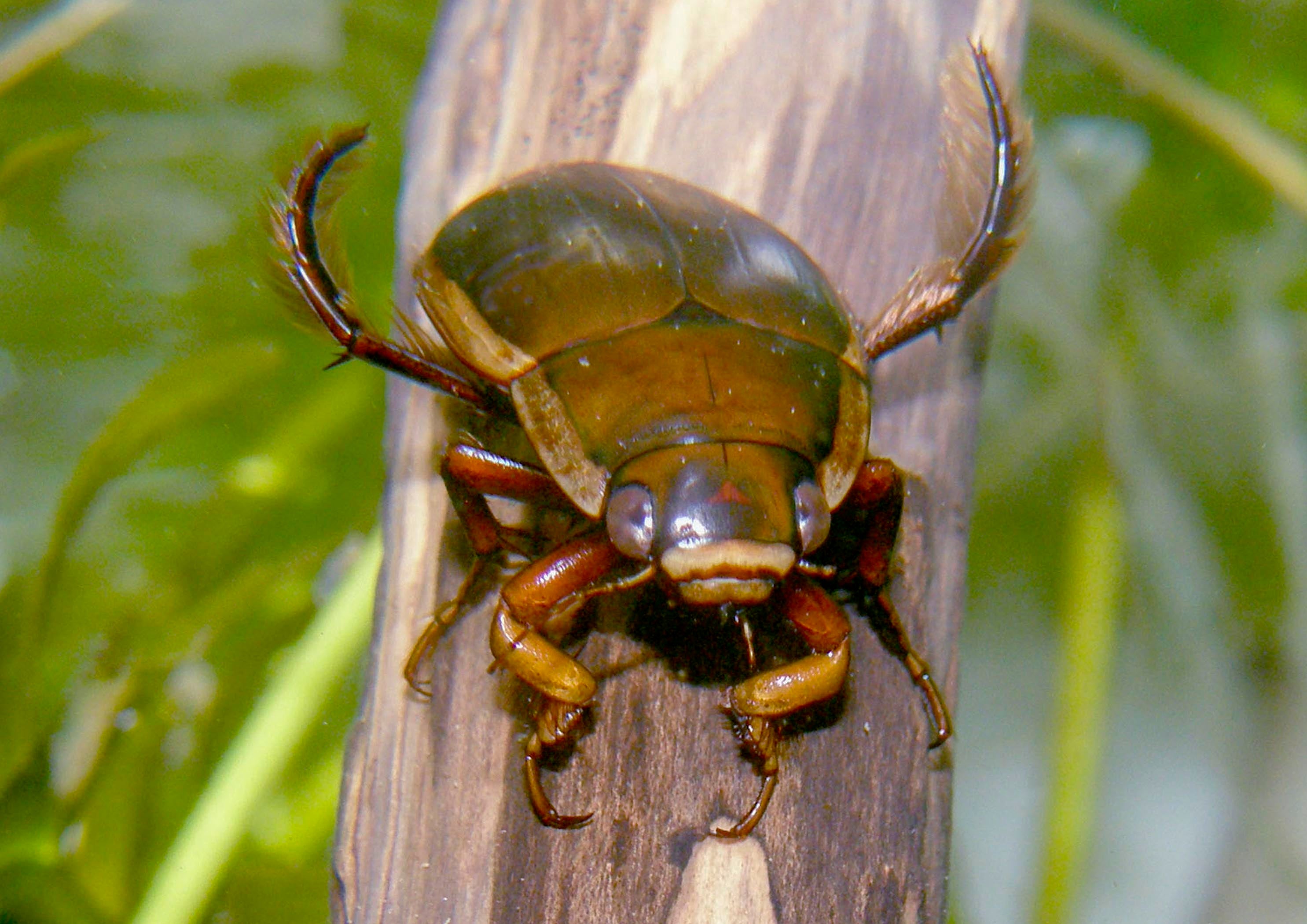 シャープゲンゴロウモドキ