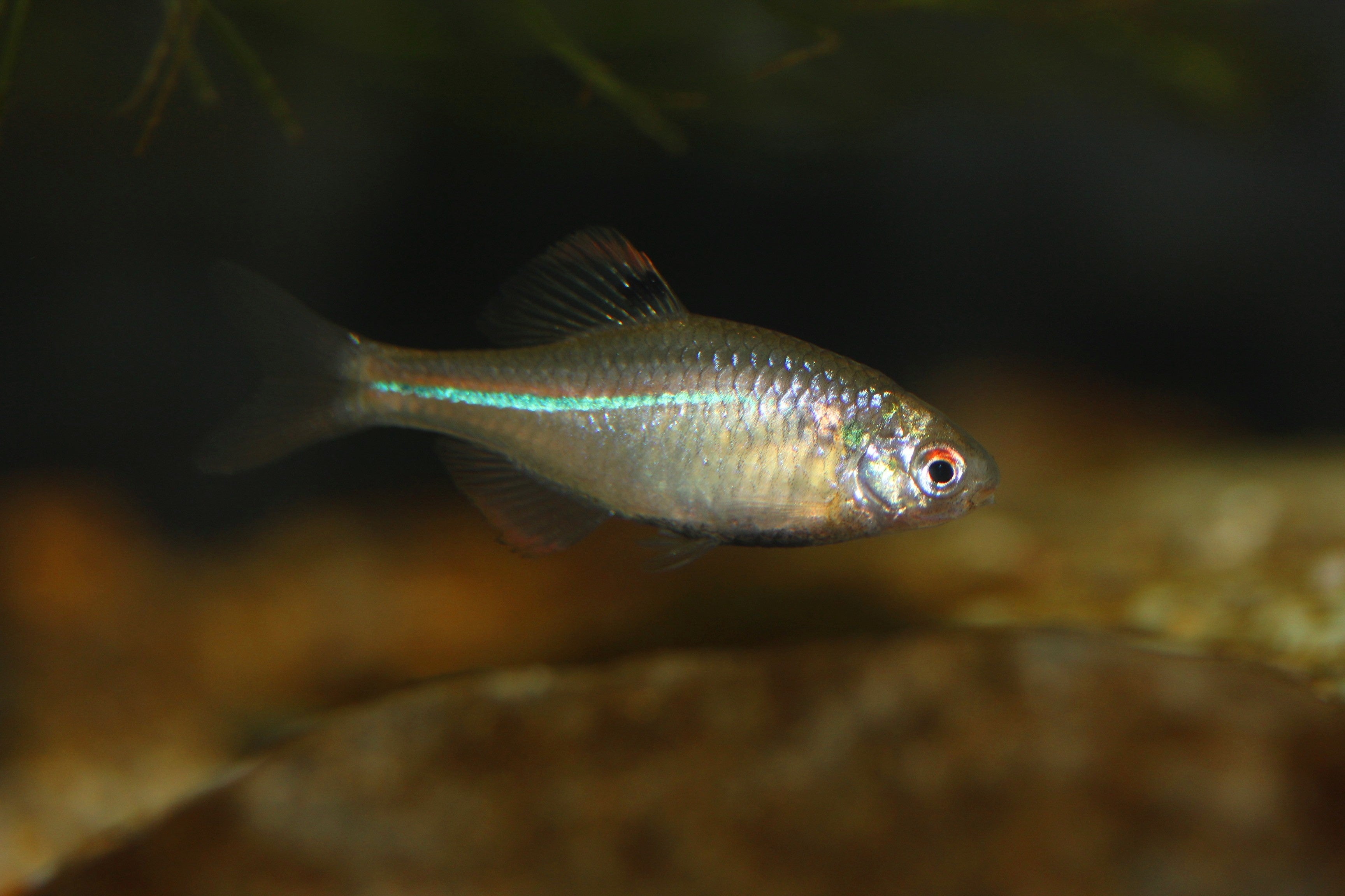 タナゴQRコード