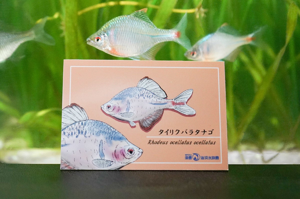 タナゴQRコード