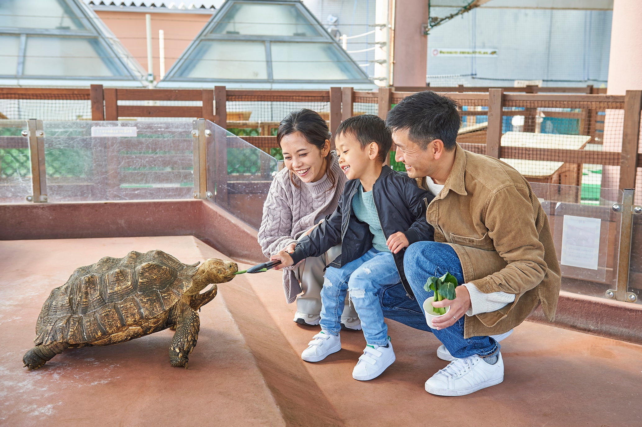 リクガメの餌やり体験（イメージ）