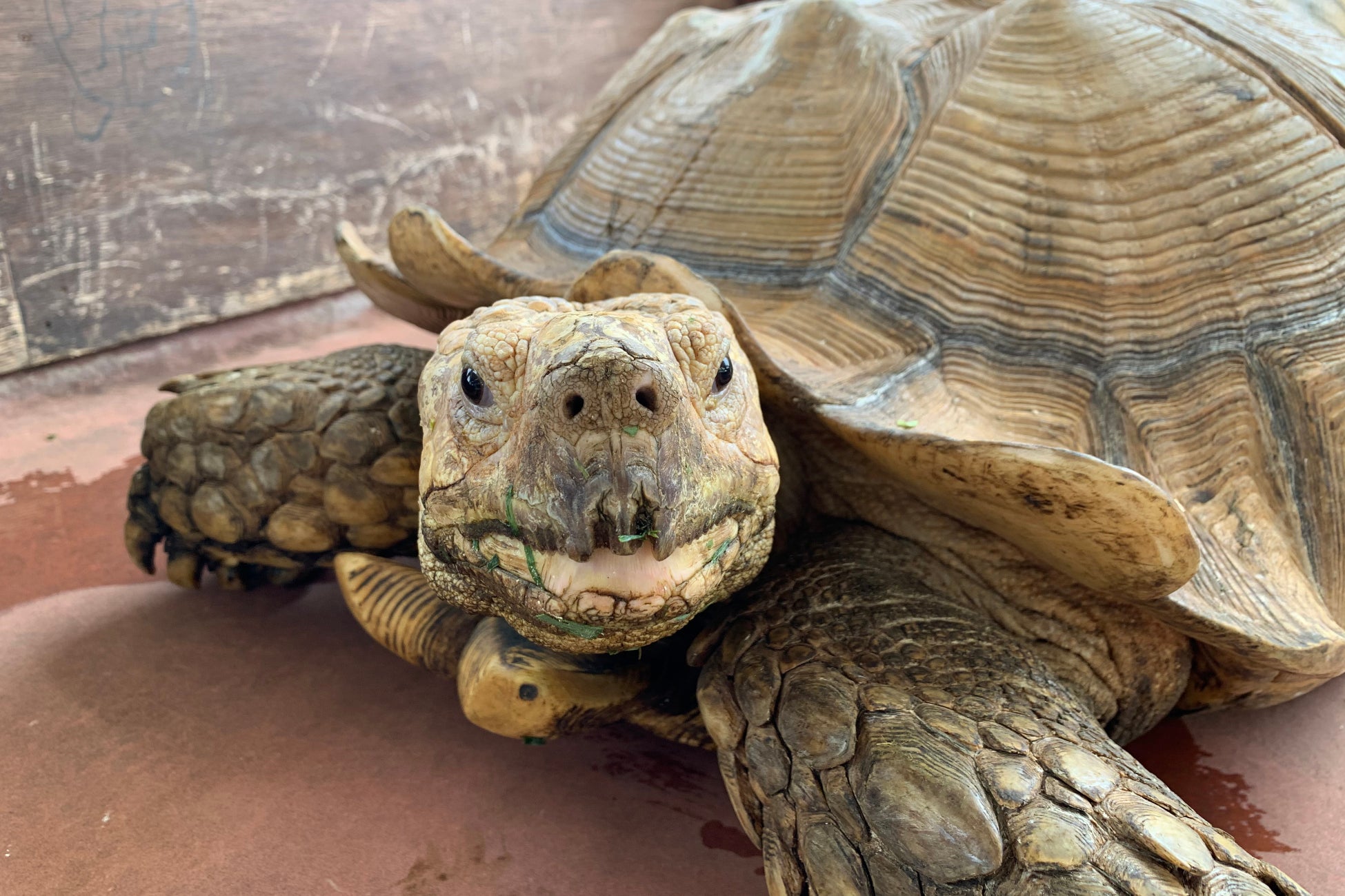 神戸市立須磨海浜水族園 リクガメの餌やり体験 を開催いたします 開催期間 22年6月4日 土 7月22日 金 グランビスタ ホテル リゾートのプレスリリース 神戸市立須磨海浜水族園 リクガメの餌やり体験 を開催いたします 開催期間 22年6月4日 土 7月22日 金 グランビスタ ホテル リゾートのプレスリリース