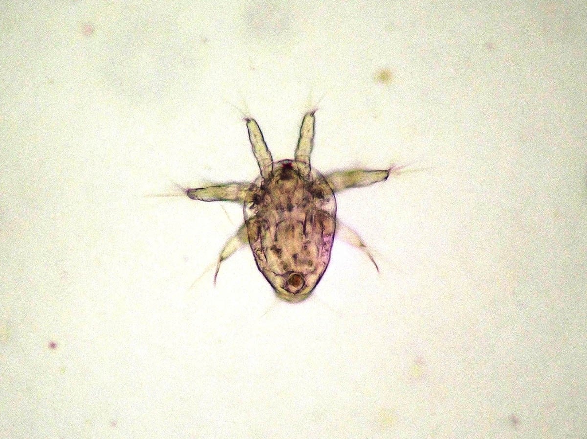 ノープリウス幼生