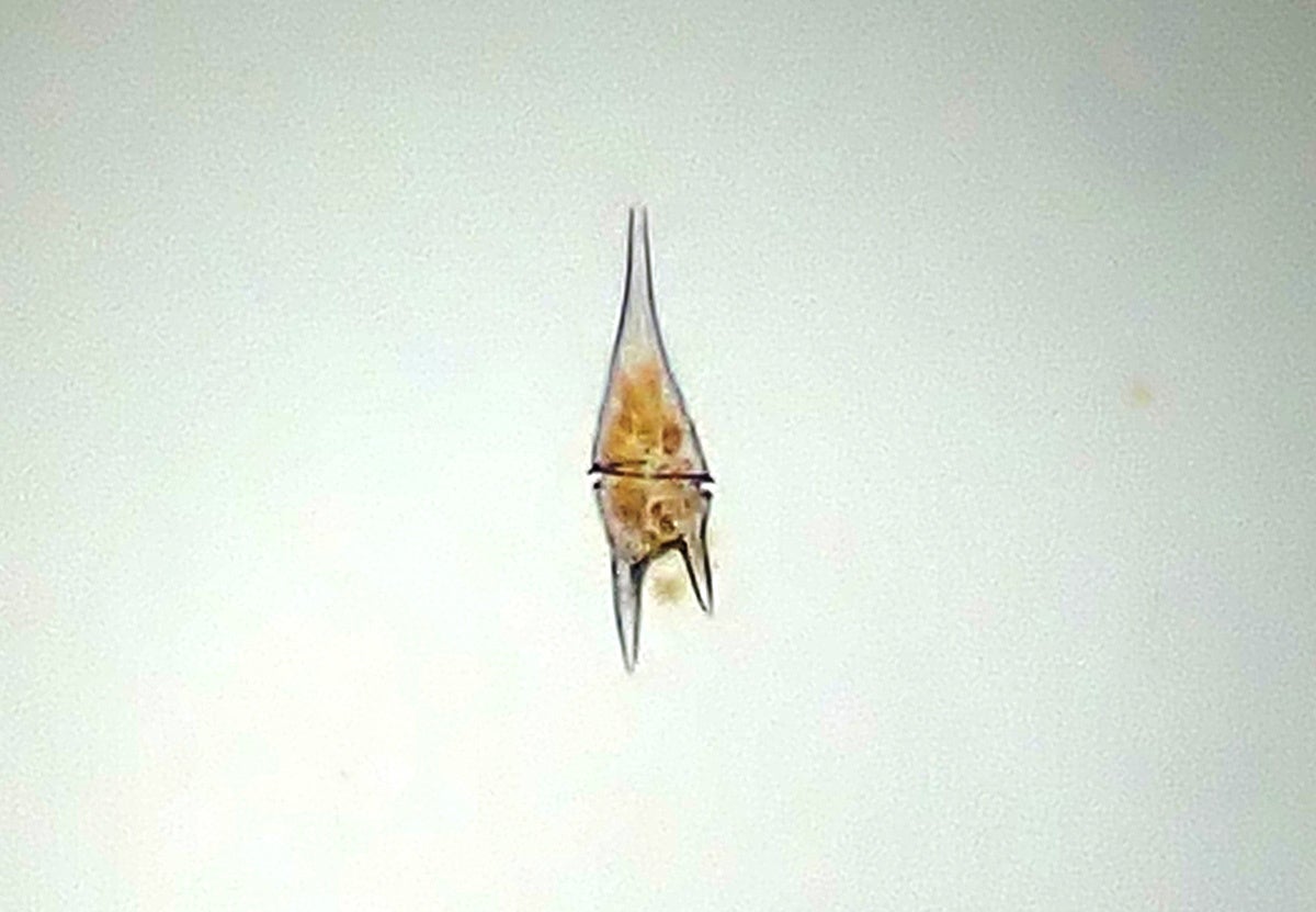 赤潮の原因にもなる ケラチウム・フルカ