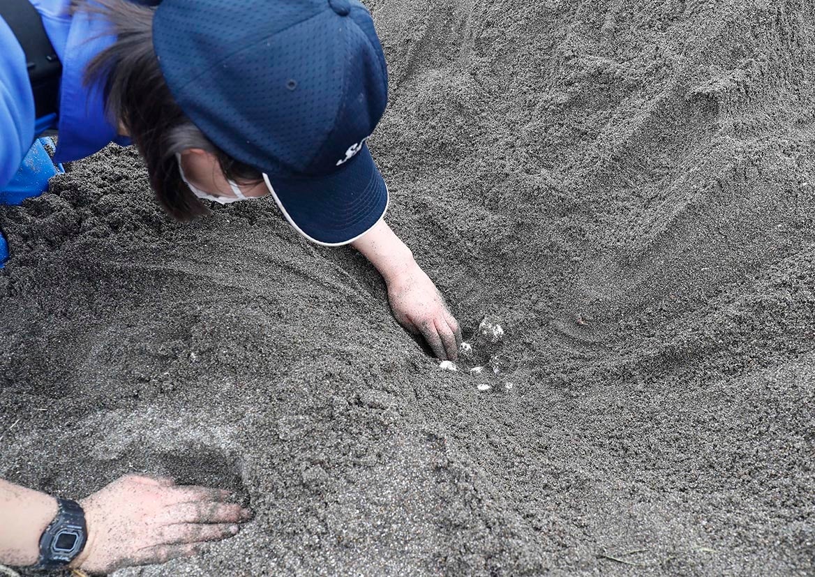 アカウミガメの卵を確認