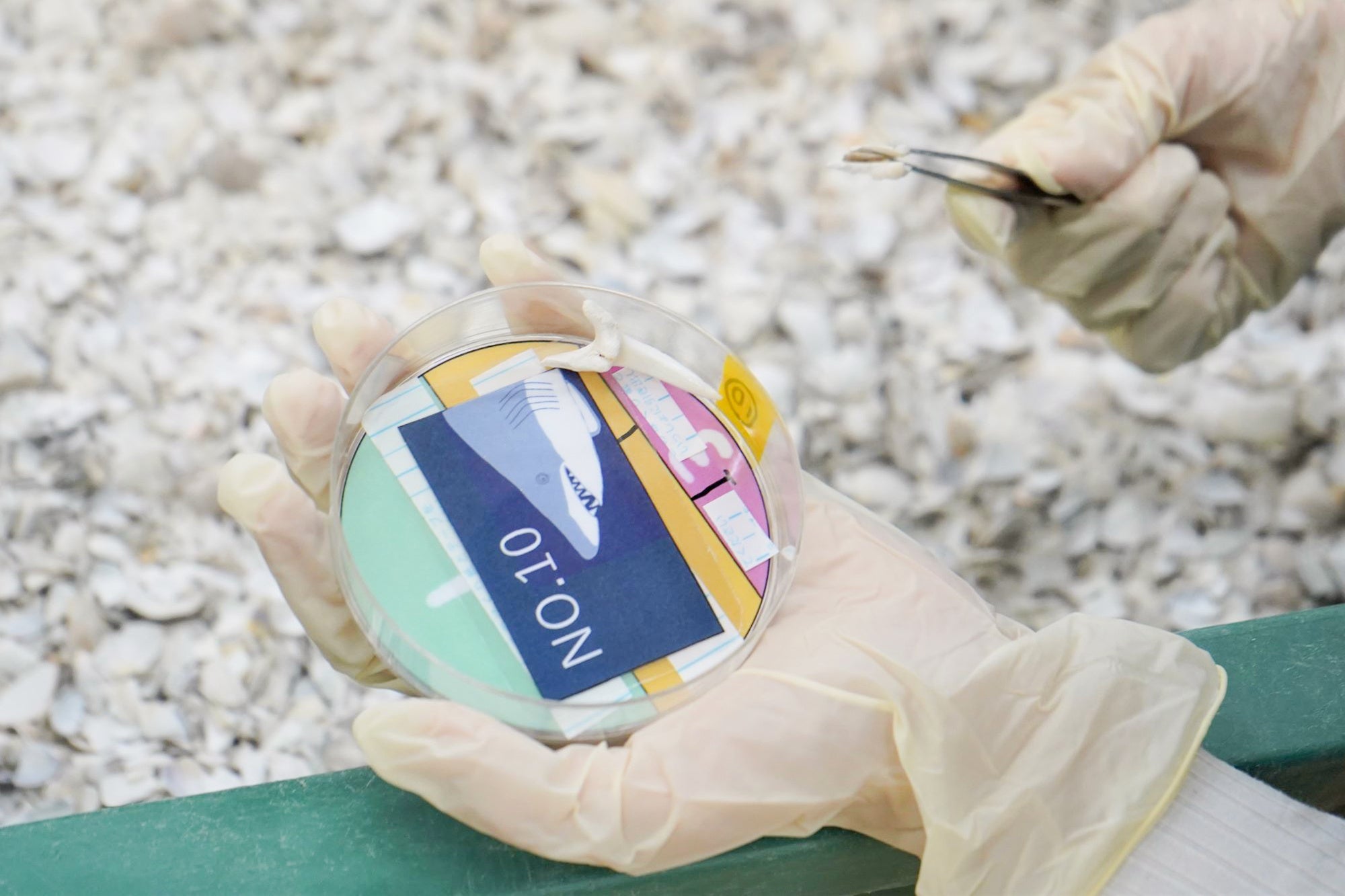 イベント「サメの歯見っけ！」の様子