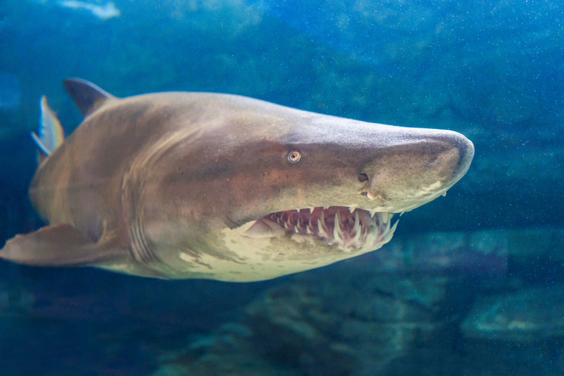 神戸市立須磨海浜水族園 サメづくしの5日間 スマスイサメweek を開催いたします 開催期間 22年8月16日 火 8月日 土 グランビスタ ホテル リゾートのプレスリリース 神戸市立須磨海浜水族園 サメづくしの5日間 スマスイサメweek を開催いたします 開催期間 22年8月16日 火 8月日 土 グランビスタ ホテル リゾートのプレスリリース