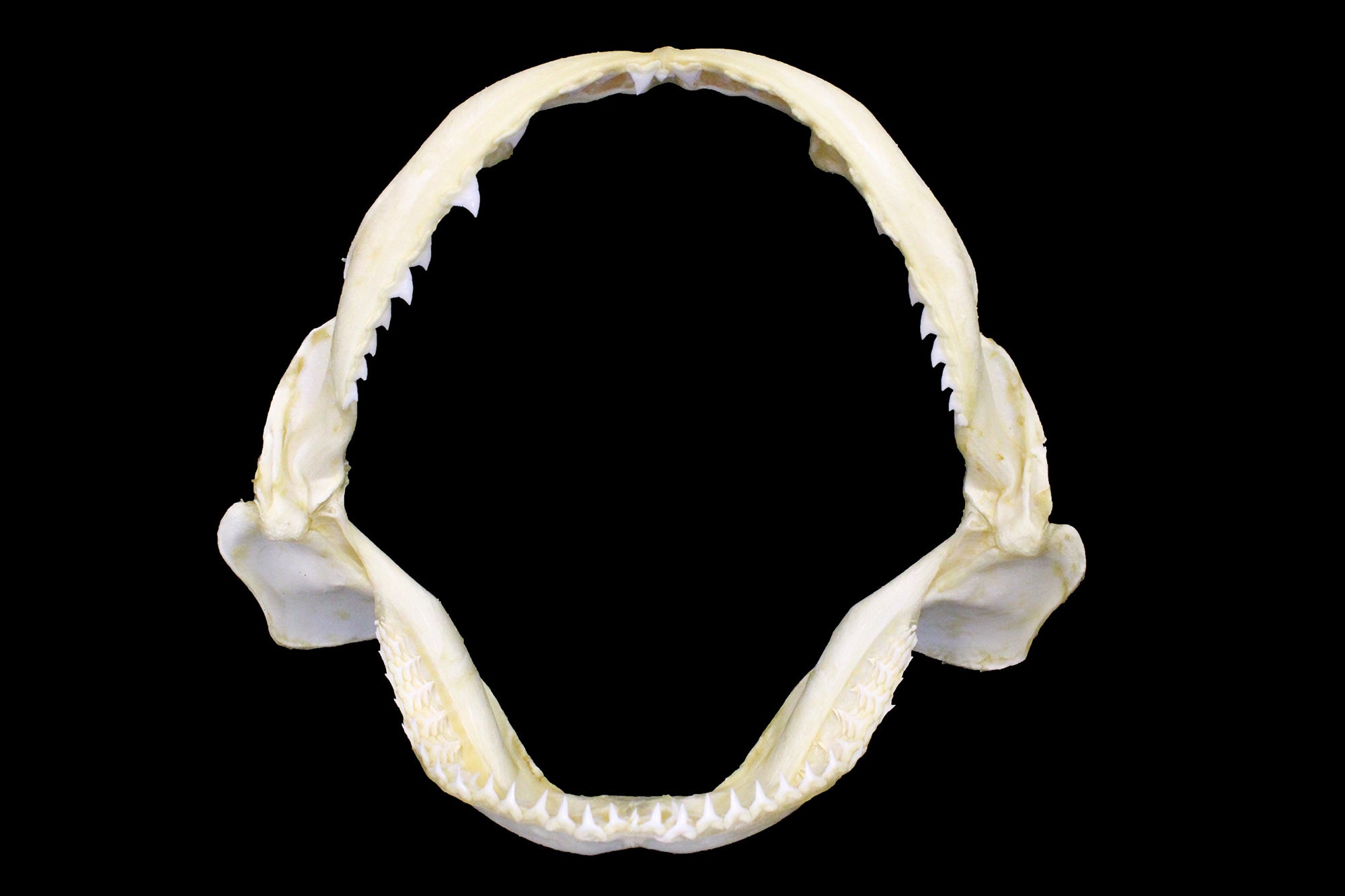 サメの顎骨格標本