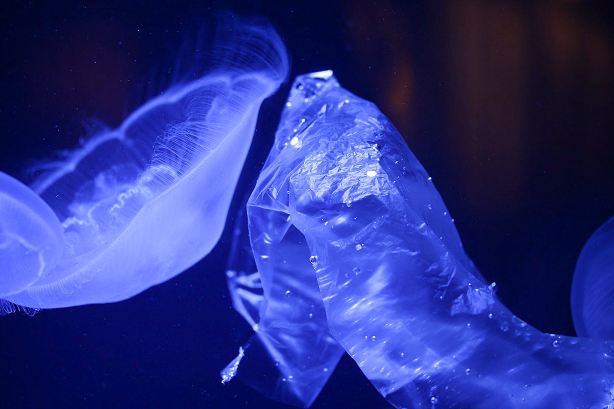 ビニール袋とミズクラゲの比較展示