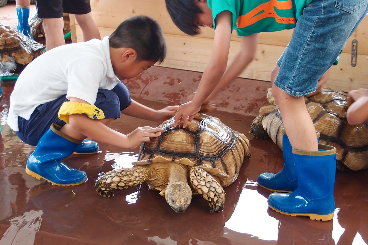 リクガメの甲羅を磨いている様子
