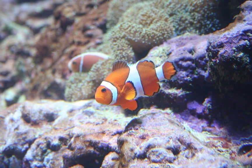 　　　　　　　　　　　　　　　　　カクレクマノミ　　　　　　　　