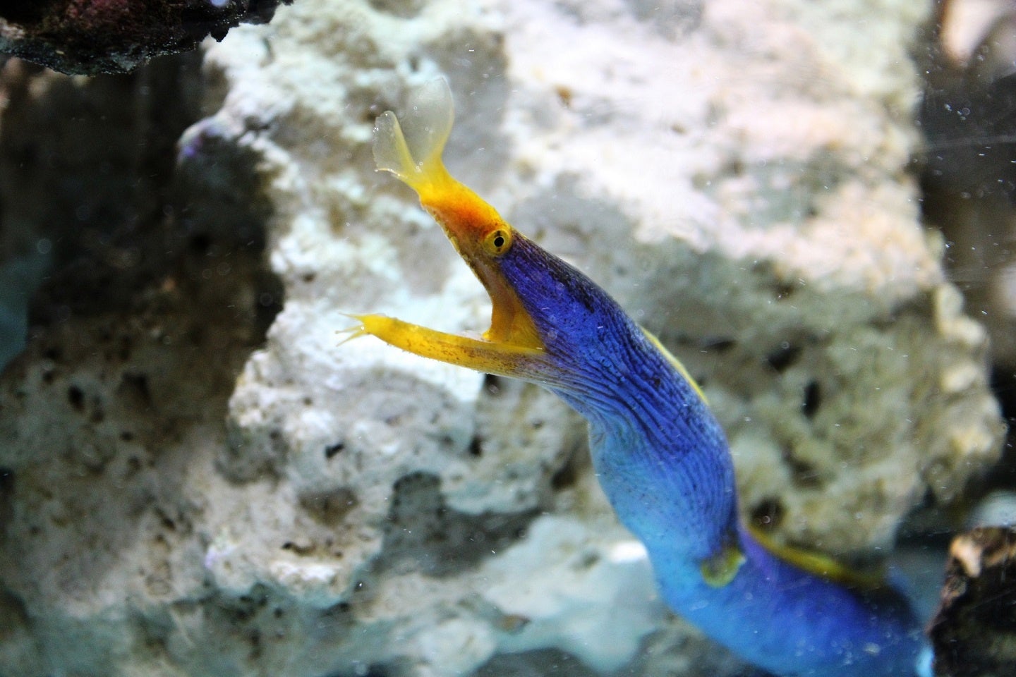 　　　　　　　　　　　　　　　　　　　　　ハナヒゲウツボ