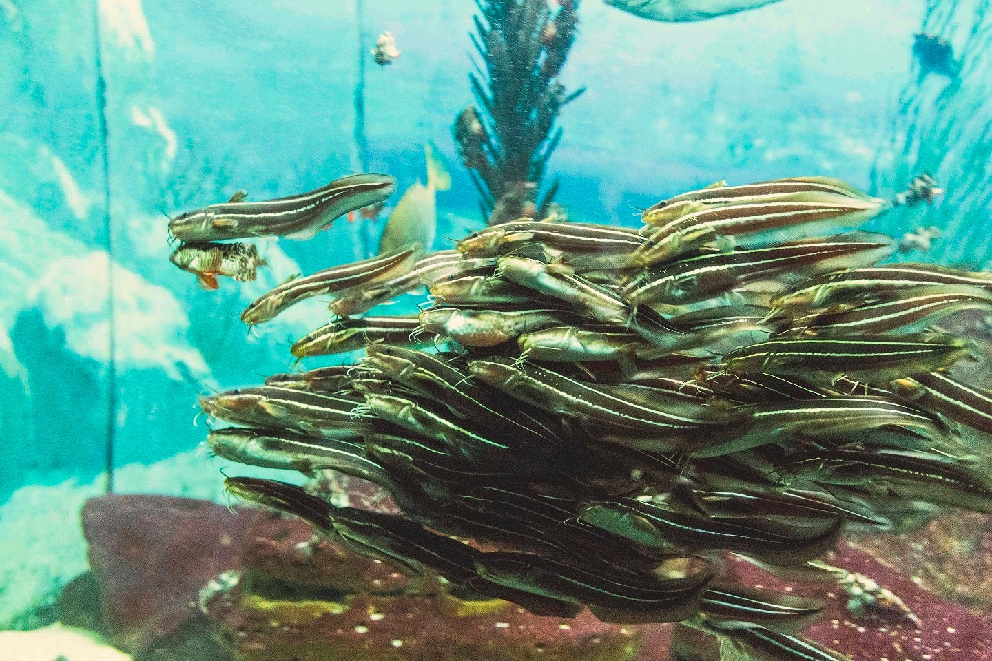 ゴンズイ（牛頭）