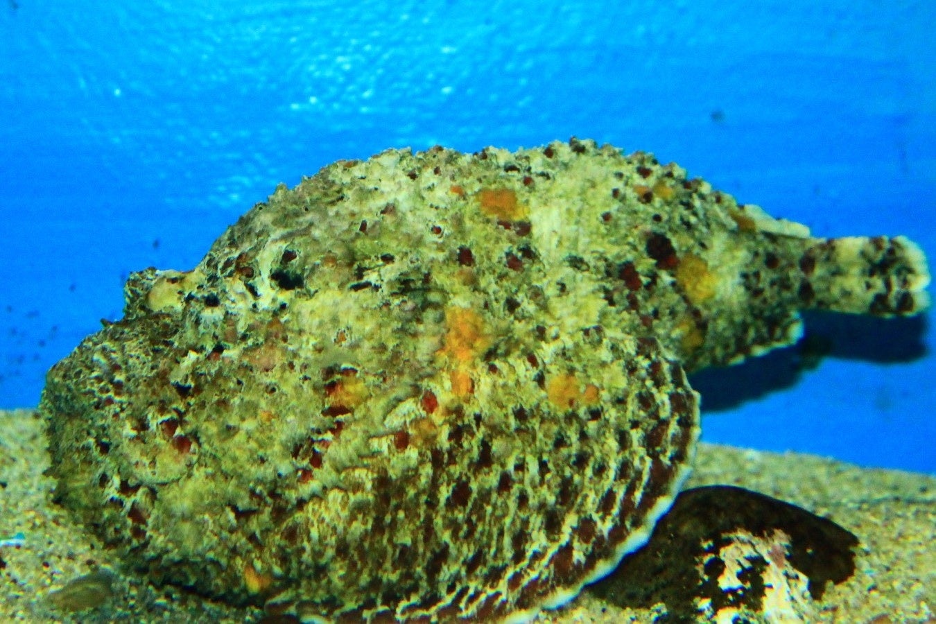 オニダルマオコゼ（鬼）