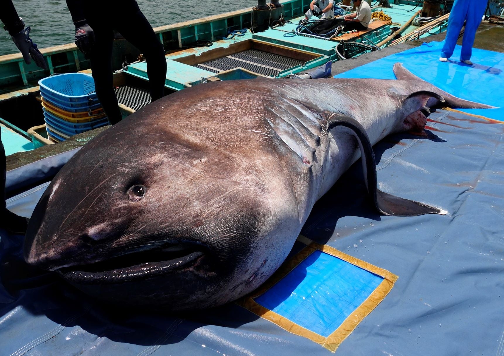 【神戸市立須磨海浜水族園】西日本初展示!幻のサメ「メガマウスザメ」全身骨格標本を期間限定で特別展示 “さめ先生”仲谷名誉教授による特別講演会も ...