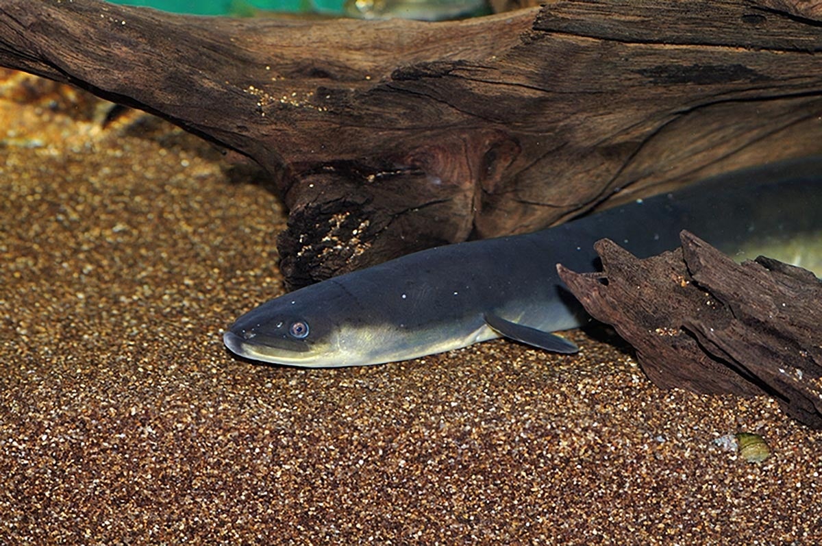 一般的な体色のニホンウナギ