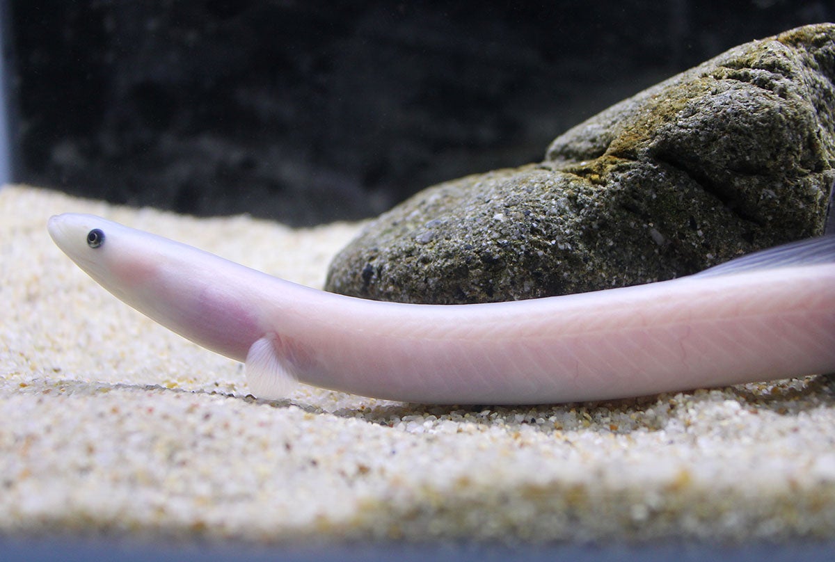 白化個体のニホンウナギ