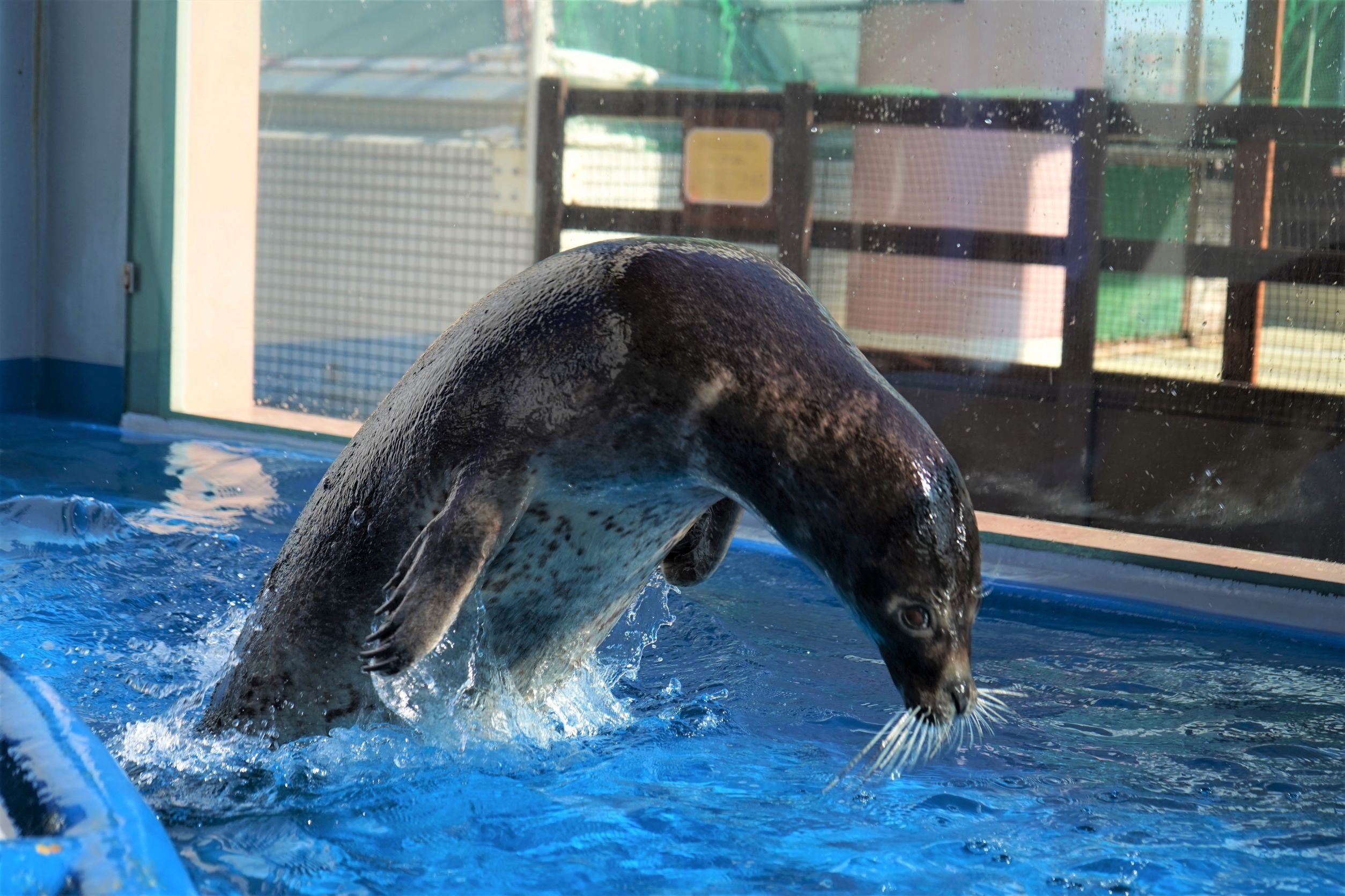ゴマフアザラシ「メカブ」の得意技「ジャンプ」