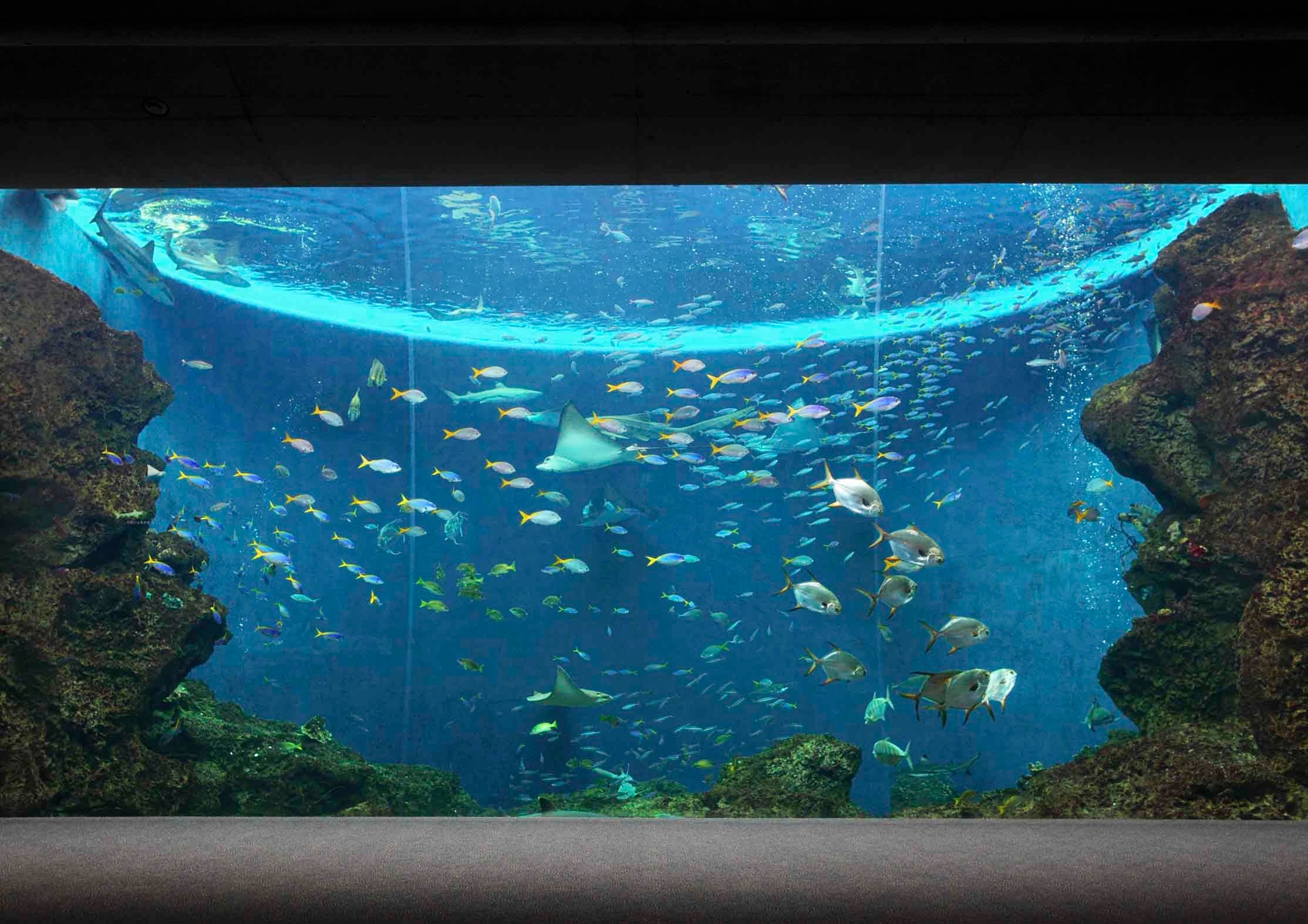 トロピカルアイランド　無限の海　Infinite Sea of Tropical Island