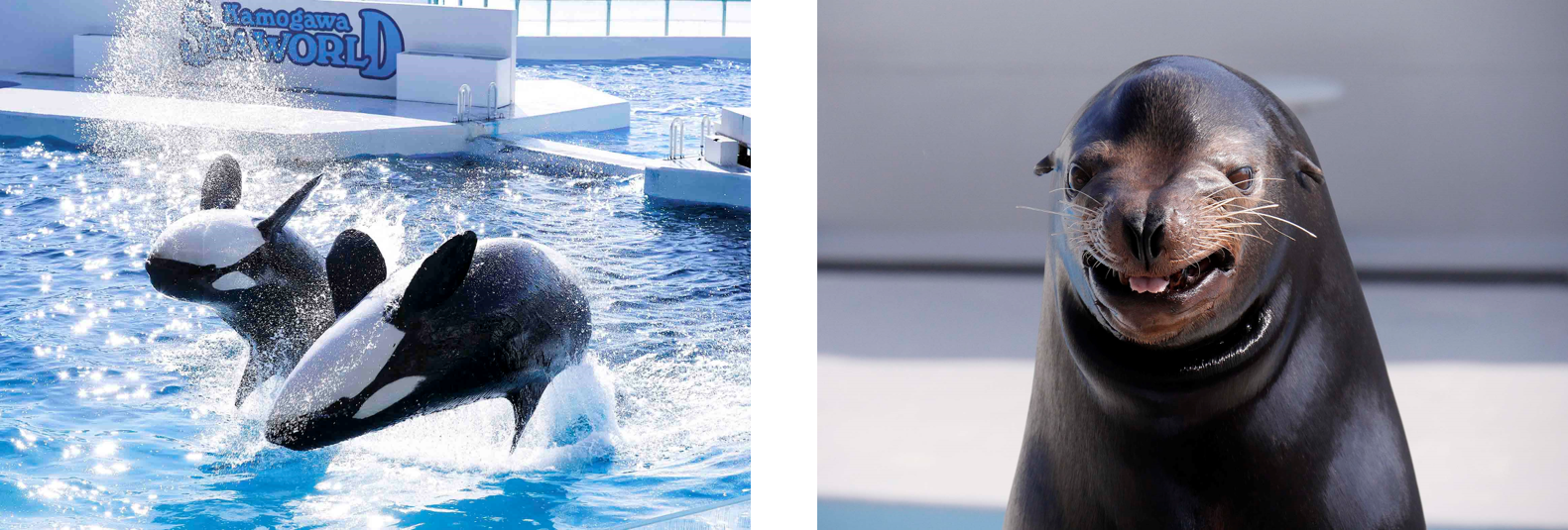 鴨川シーワールド ウェルカムビジターキャンペーン 開催 期間限定 日本国以外のパスポートの提示で入館料金が半額に 東京から2時間 驚きと感動のシャチパフォーマンスは必見 グランビスタ ホテル リゾートのプレスリリース
