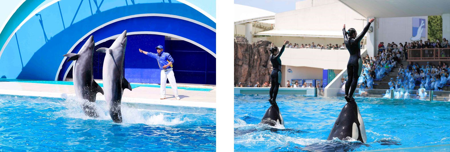 シャチパフォーマンス　Killer Whale Performance　　　　　イルカパフォーマンス　Dolphin Performance