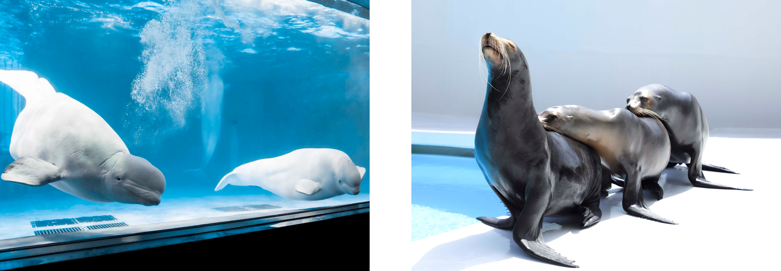 ベルーガパフォーマンス　Beluga Performance　　　　　　　アシカパフォーマンス　Sea Lion Performance