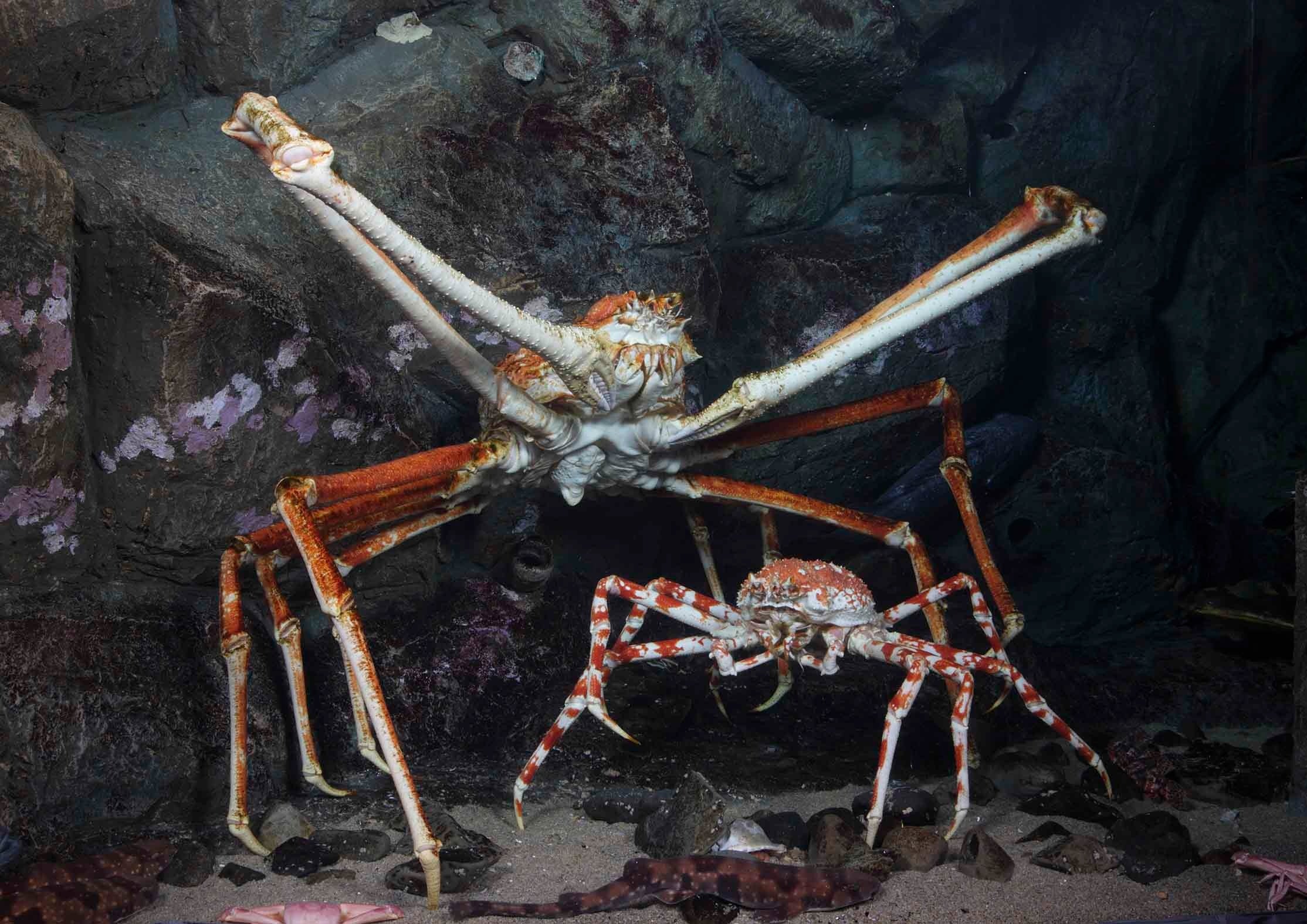 タカアシガニ　Japanese spider crab
