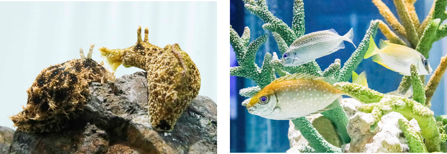 アメフラシの仲間（Sea hare）　　　　　　　　　　　　　アイゴの仲間（Rabbitfish）