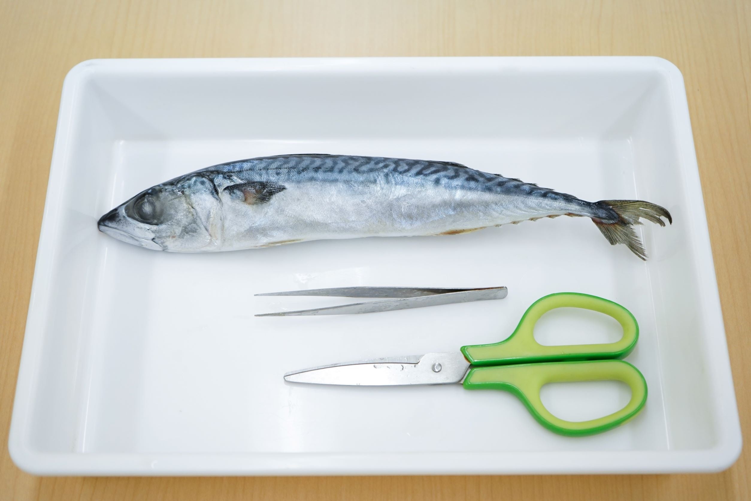解剖に使用するマサバと道具