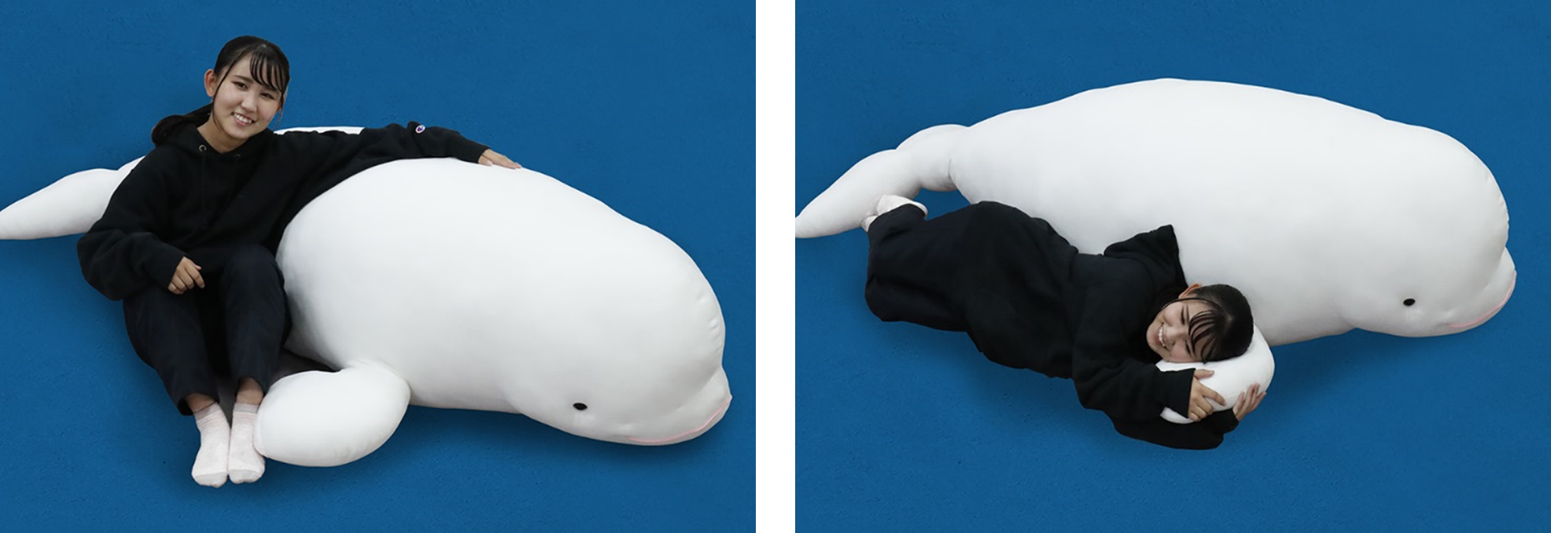 鴨川シーワールド「BIGベルーガぬいぐるみ」が登場 全長約190cmの
